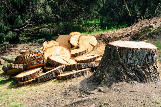 How Our Tree Care Process Works  in  Oakdale, CA